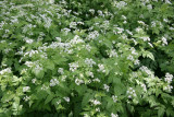 Aegopodium podagraria or Bishop's Weed