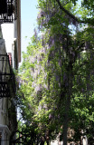 Wisteria Vines near Gay Street