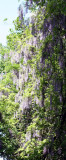Wisteria Vines