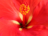 Hibiscus