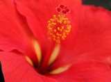 Hibiscus