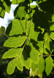 Golden Rain Tree Foliage