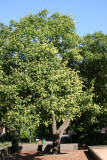 Golden Rain Tree in Seed Pod Stage