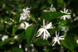 Star Jasmine