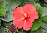 Hibiscus