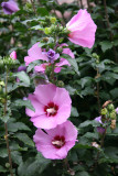 Hibiscus