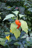 Giant Chinese Lantern or Physalis franchettii Gigantea - City Hall Park
