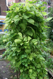 Bean Stalk