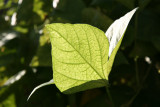 Bean Stalk Foliage