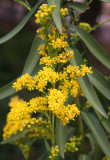 Goldenrod
