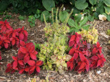 Coleus