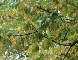 Ash Seed Pods & Foliage