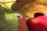 Cercis Foliage