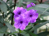 Ruellia