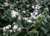 Filipendula