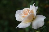 French Lace Rose