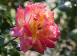 Love & Peace Rose