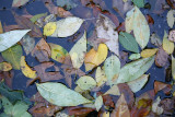 Fall Foliage in a Rain Puddle