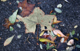 Sidewalk Foliage
