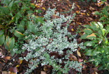 Ground Cover
