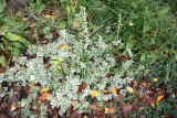 Ground Cover