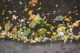 Sidewalk Foliage
