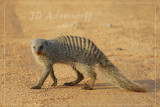 Banded mongoose