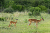 Impala mother and lamb
