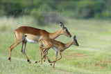 Impala mother and lamb