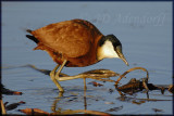 African jacana (Actophilornis africana)