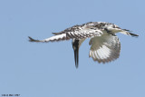 pied kingfisher.jpg 695