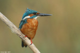 King_fisher copy.jpg Alcedo atthis