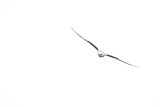 White Tailed Kite