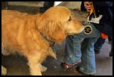 0117 and finally...Bo - Sq. Hill Dog of the Year!