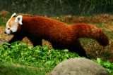 Endangered Red panda, Indianapolis Zoo, IN