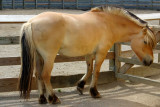 A beautifful horse, Indianapolis Zoo, IN