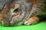 Fat Rabbit, Indianapolis Zoo, IN