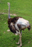 Ostrich, Indianapolis Zoo, IN