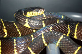 Mangrove Snake, Indianapolis Zoo, IN