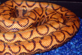 Brazilian Rainbow boa, Indianapolis Zoo, IN