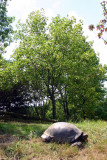 Aldabra Tortoise, Indianapolis Zoo, IN