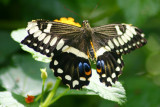 Butterfly: Black Swallowtail