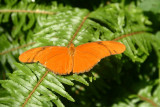 Butterfly: Julia