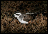 White-faced Storm Petrel