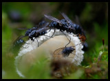 Flies on Phallus impudícus (Liksvamp) - Sweden 2006
