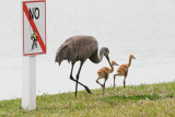 Bummer huh Kids! Lets just eat the bait!
