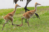 Run run run! ...... Moms only a beaks distance ahead of us!