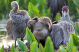 Dang it! Spread your wing a little Mom!