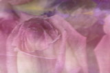 1/22/07 - Roses, View #1