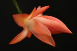 1/31/07 - Christmas Cactus Portrait